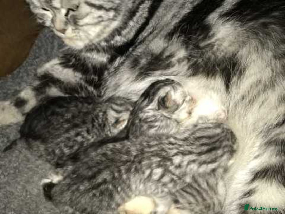 British Shorthair cats for sale: SILVER TABBIES - Registered & Full Pedigree - Image 24