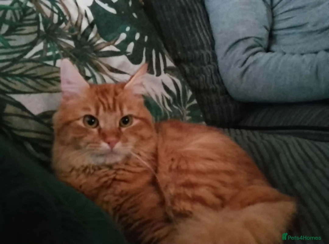 Mixed Breed cats for sale: Female cat - Advert 2