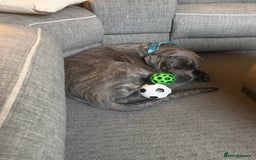 Cane Corso dogs for sale: 7 months old male Cane Corso - Image 5