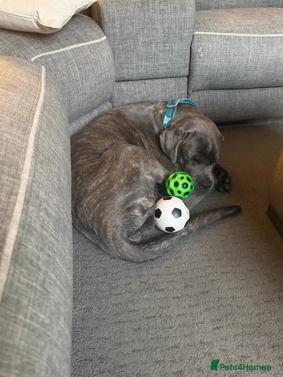Cane Corso dogs for sale: 7 months old male Cane Corso - Image 5
