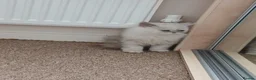 Persian cats for sale: Pure Persian Parents and kittens for sale in Hinckley - Advert 6