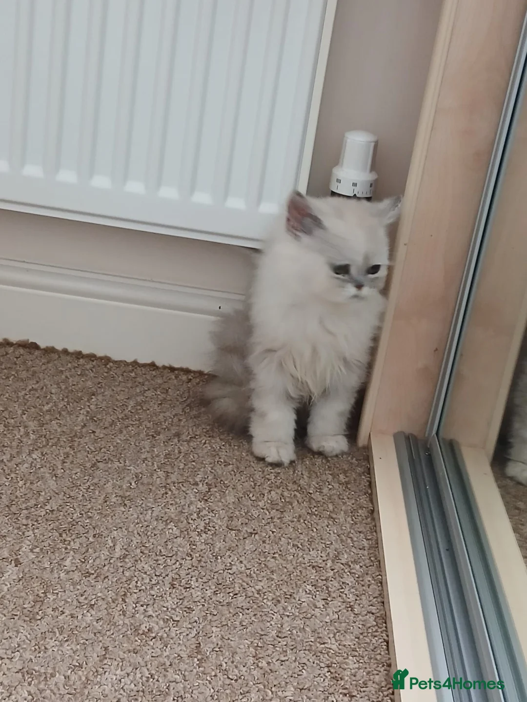 Persian cats for sale: Persian father and son for sale - Advert 22