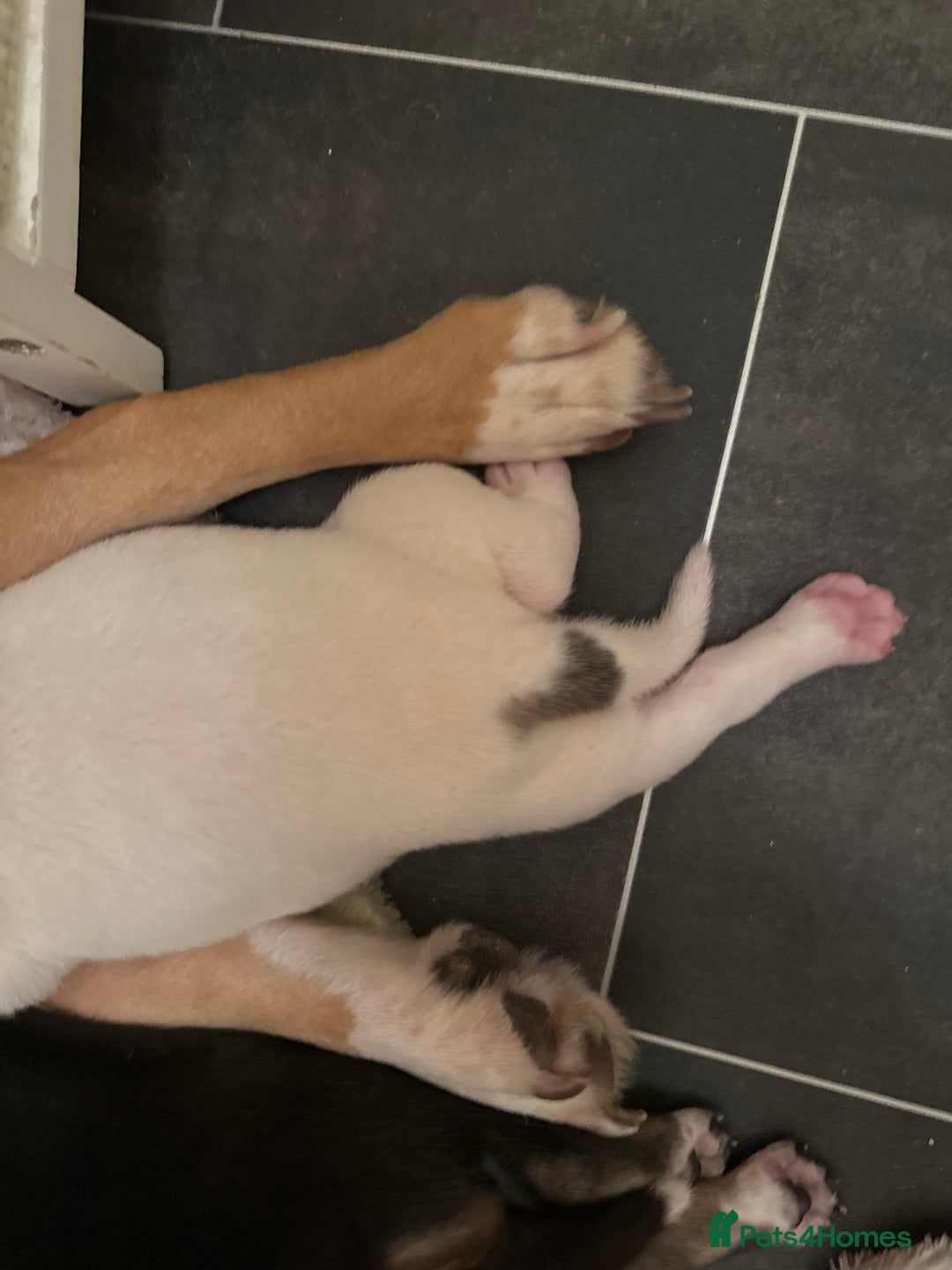 Mixed Breed dogs for sale: Beagle / pocket bully puppies  - Advert 10