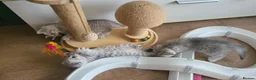 Scottish Fold cats for sale: Adorable Scottish fold kittens - Advert 10