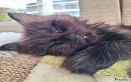 Mixed Breed cats for sale: Fluffy Female Kitten - Image 2