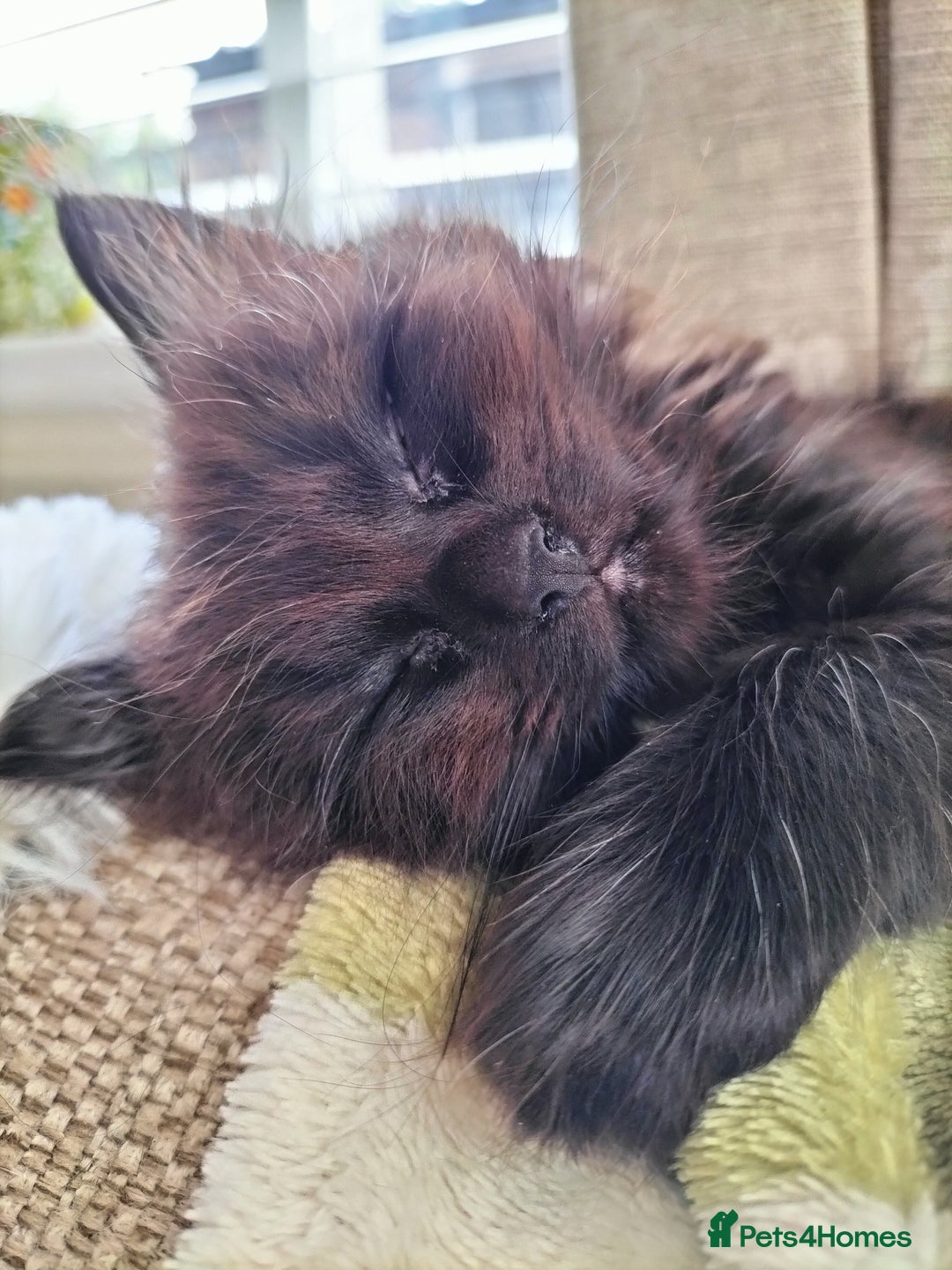 Mixed Breed cats for sale: Fluffy Female Kitten - Image 2