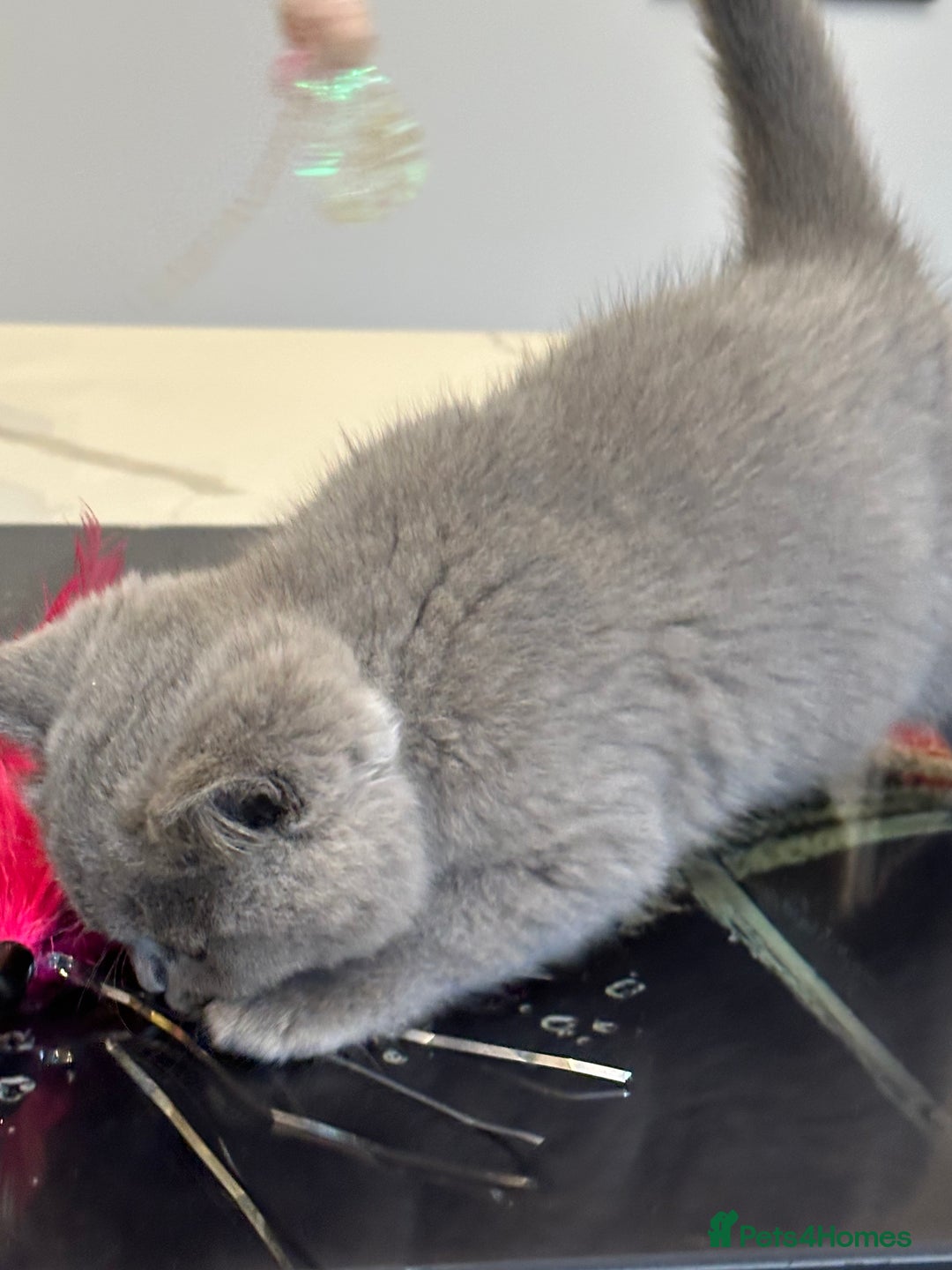 British Shorthair cats for sale: Blue female kitten  - Image 4
