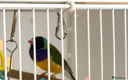 Finches birds for sale: 1 female Java and pair of gouilden  finches  - Image 10
