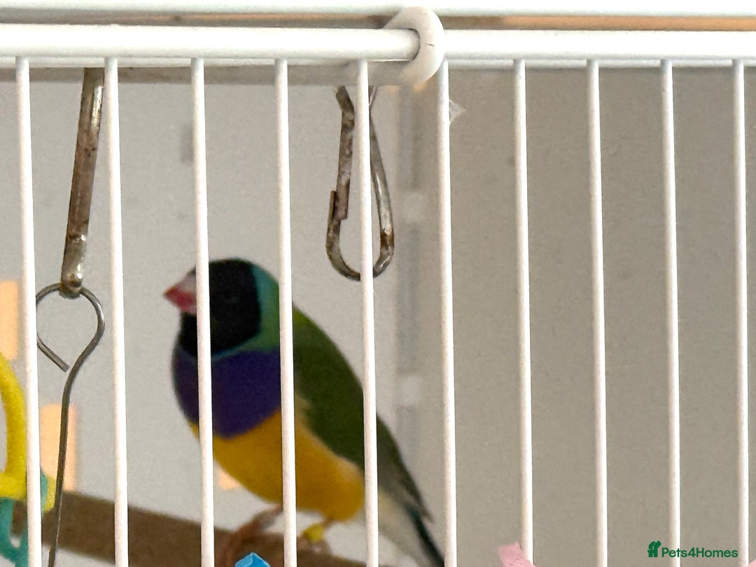 Finches birds for sale: 1 female Java and pair of gouilden  finches  - Image 10