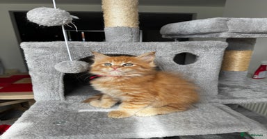 Maine Coon cats - Advert 12