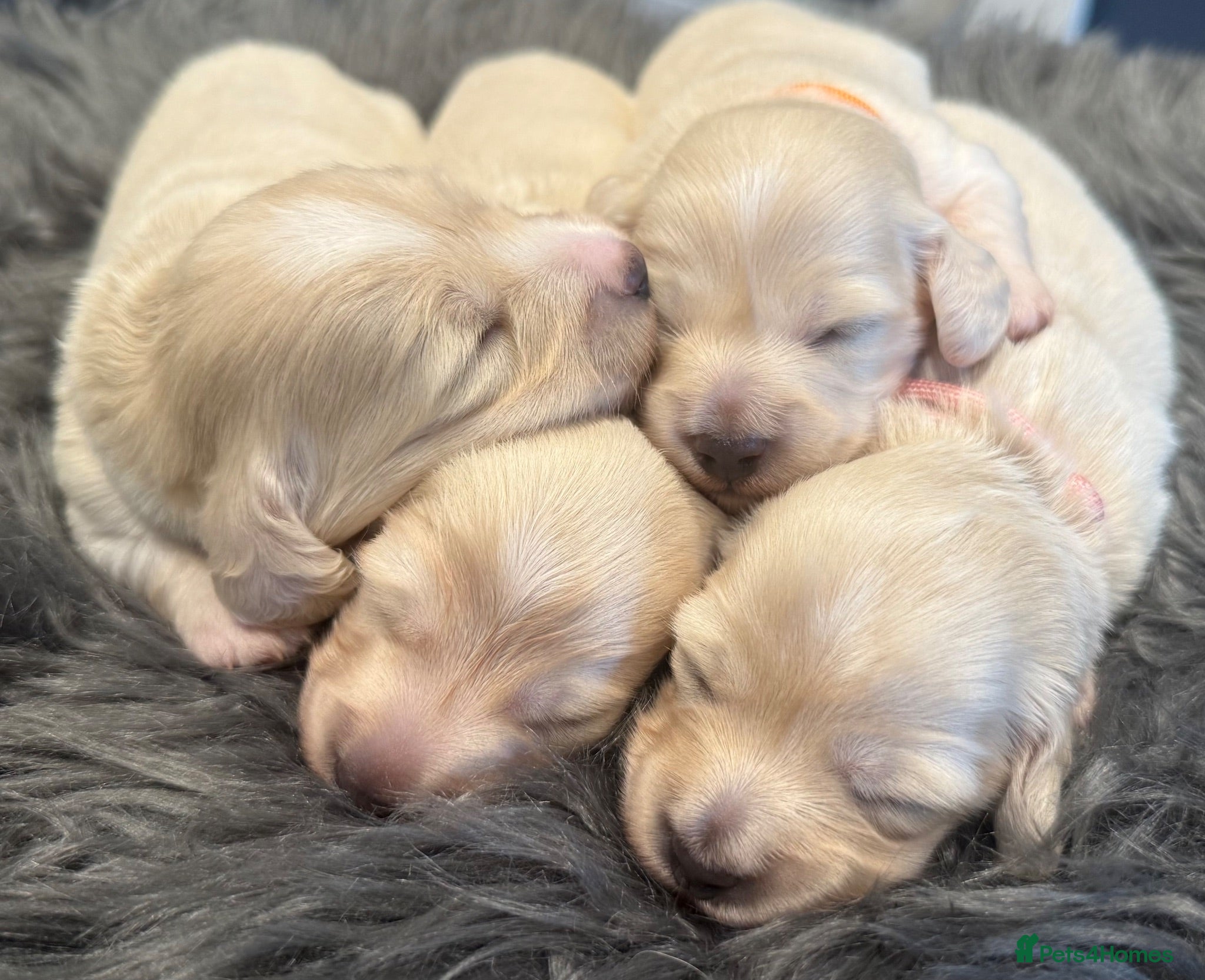 Miniature Dachshund dogs Exceptional KC Reg Miniature L/H Dachshund Puppies - Advert 2