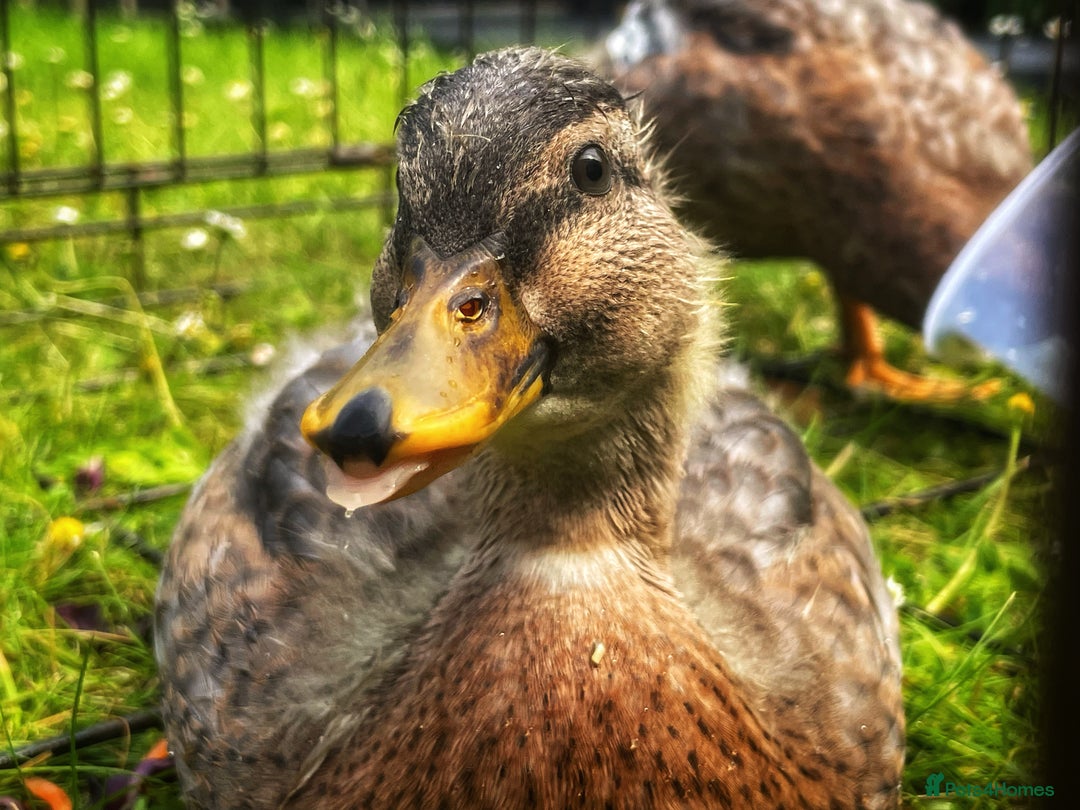 Ducks poultry for sale: Two Call Duck Drakes - Advert 8