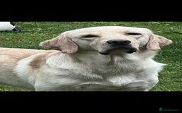 Labrador Retriever dogs for sale: 19 months yellow labrador  - Image 3