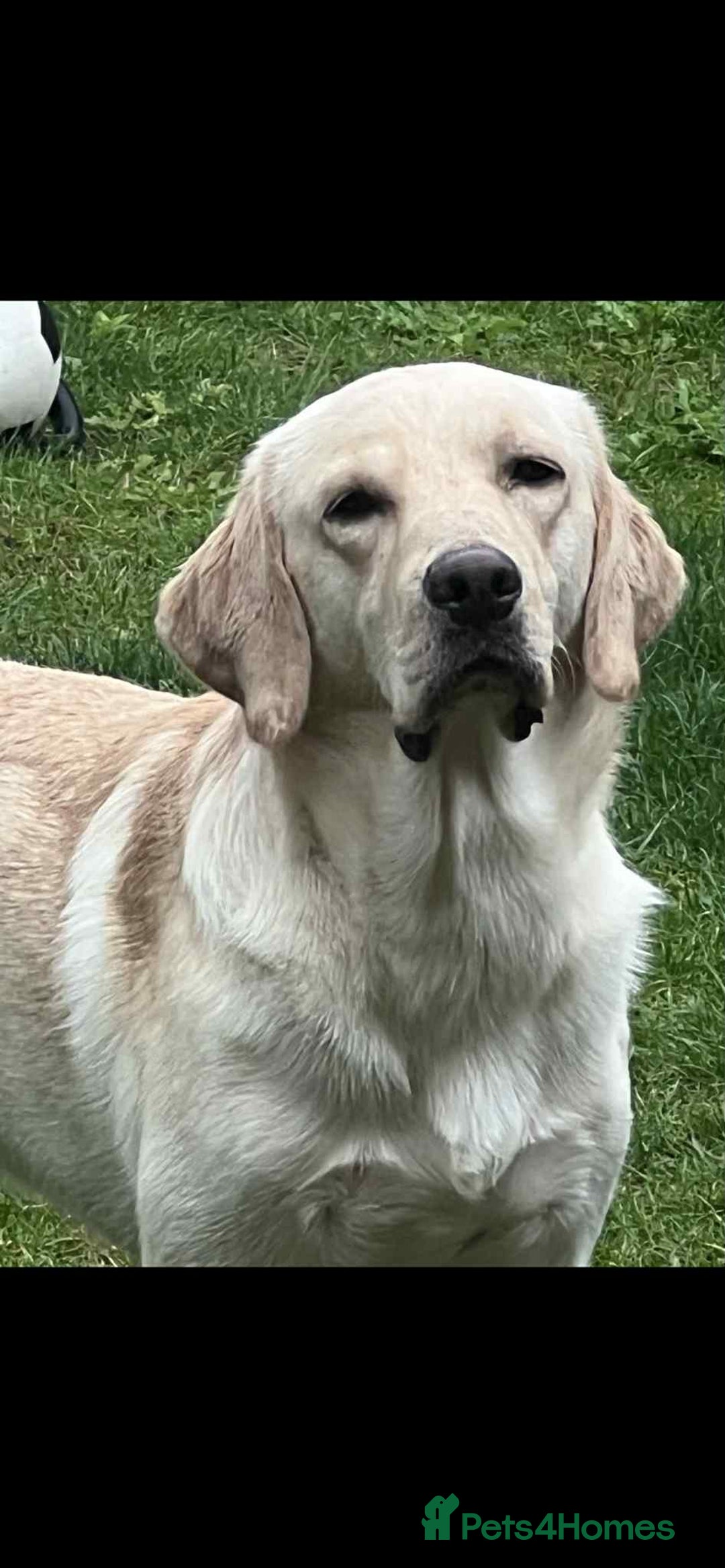 Labrador Retriever dogs for sale: 19 months yellow labrador  - Image 3