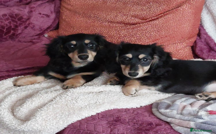 Miniature Dachshund dogs - Advert 1