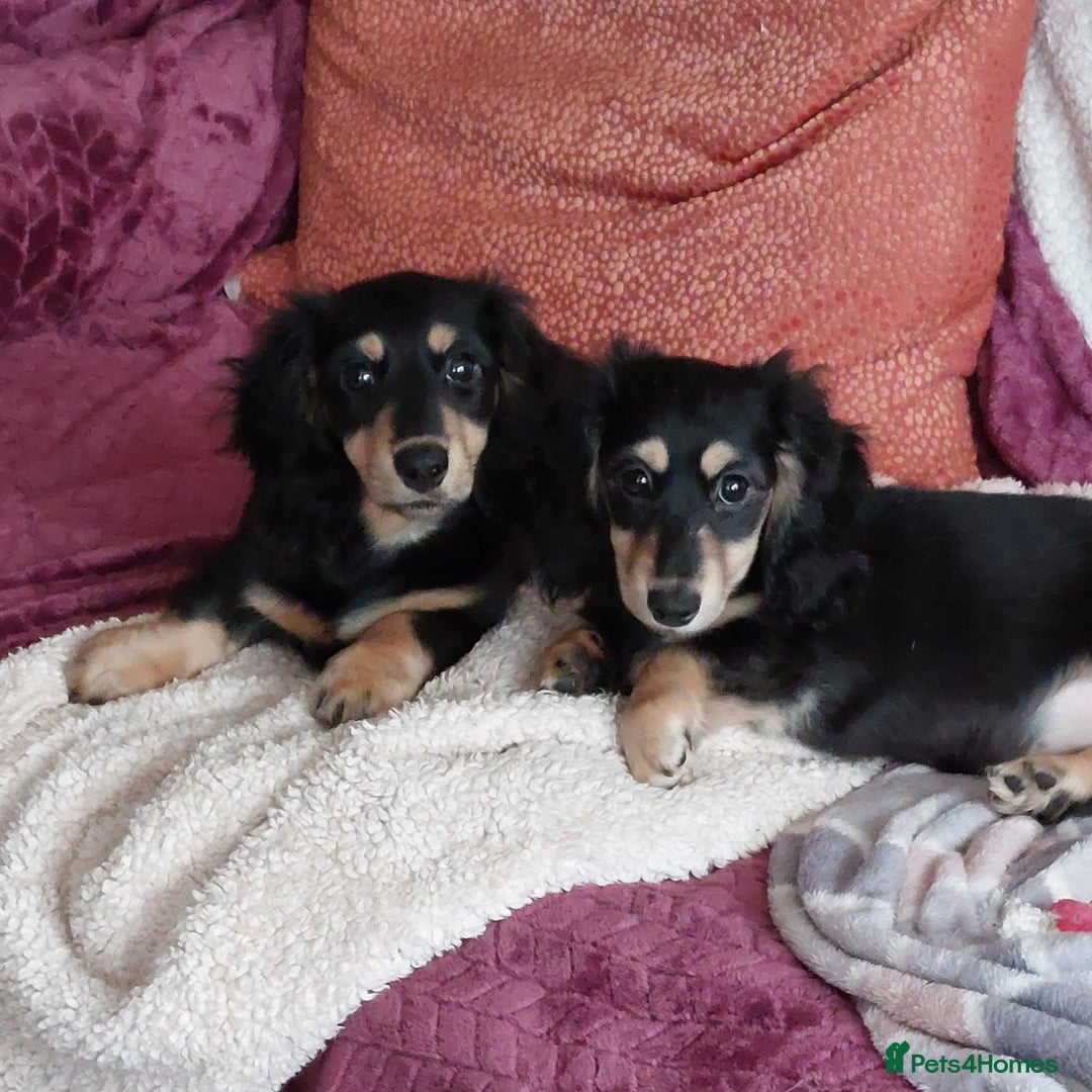 Miniature Dachshund dogs for sale: READY NOW BLACK & CREAM KC REG MINI L HAIRED DAXIS - Image 1