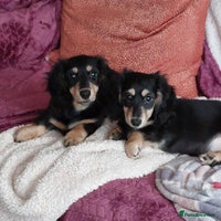 Miniature Dachshund dogs - Advert 2