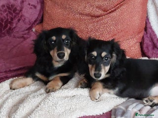 Miniature Dachshund dogs - Advert 2