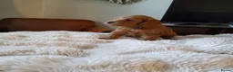 Labradoodle dogs for sale: Miniature Red & Taupe Labradoodle Puppies - Advert 23