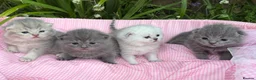 Scottish Fold cats for sale: 💕💕💕❤️❤️Lovely scotish kittens💕💕💕 in Nottingham - Advert 13