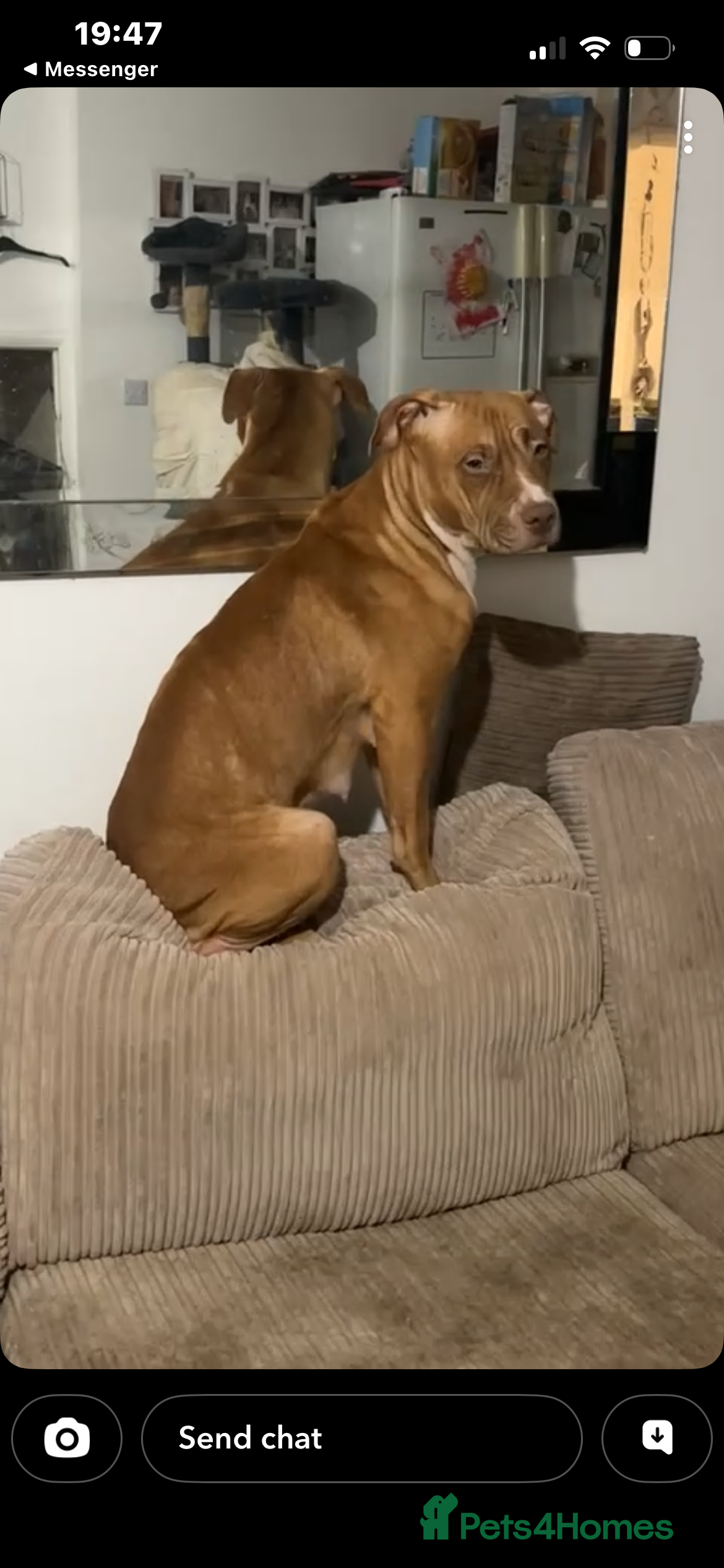 Mixed Breed dogs HUSKY CROSS STAFFY - Advert 1