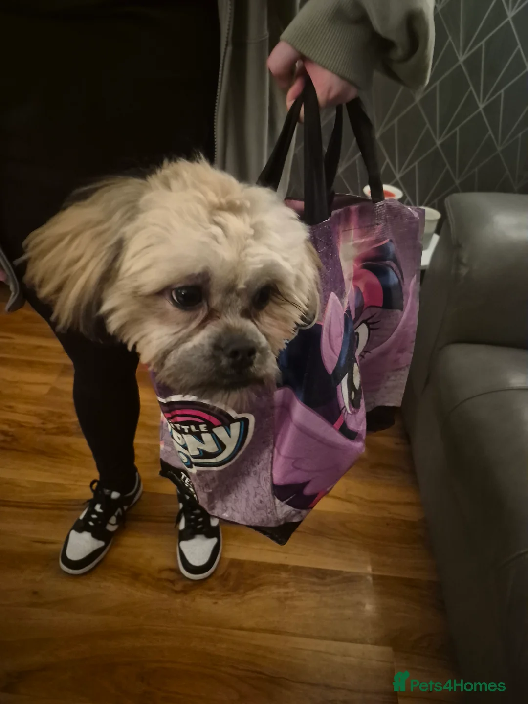 Shih Tzu dogs for sale: 8 month old shih tzu (teddy) - Advert 7