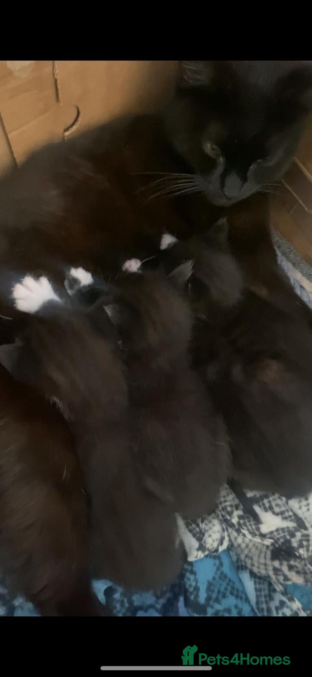 Domestic Shorthair cats for sale: 4 Playful Tuxedo Shorthair Black and White Kittens - Image 6