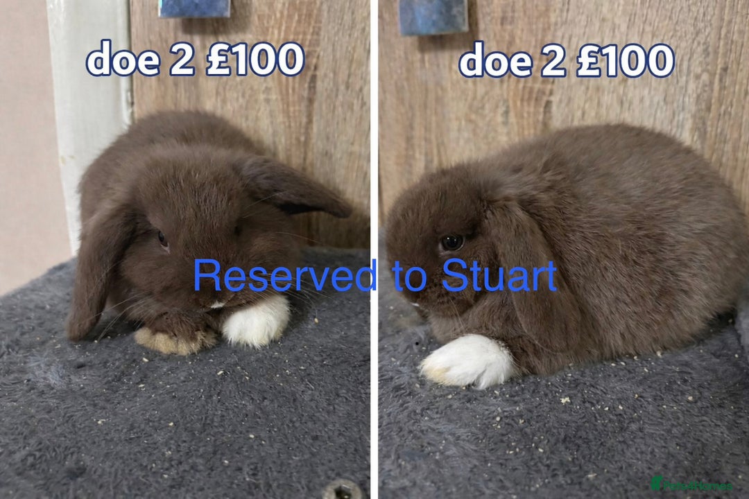 Mini Lop rabbits for sale: Beautiful Pure Mini Lops - Advert 8