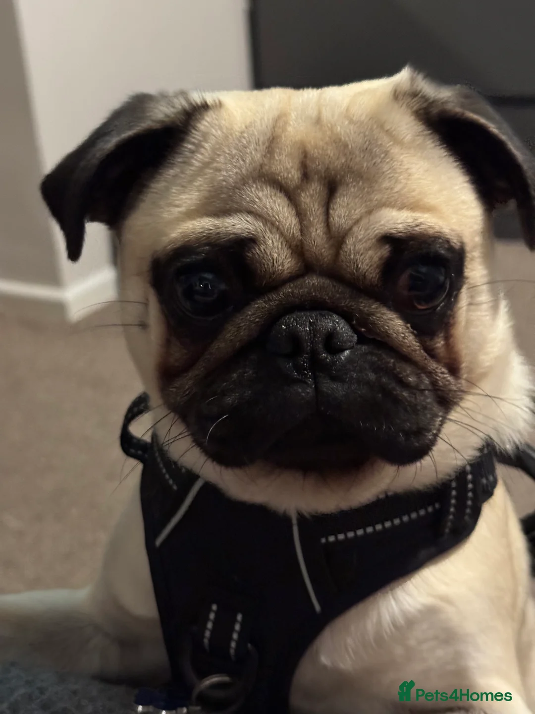 Pug dogs for stud: KC registered stud pug Bob - Advert 2