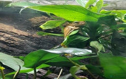 Gecko reptiles for sale: Geckos Fish Frogs full setups - Image 27