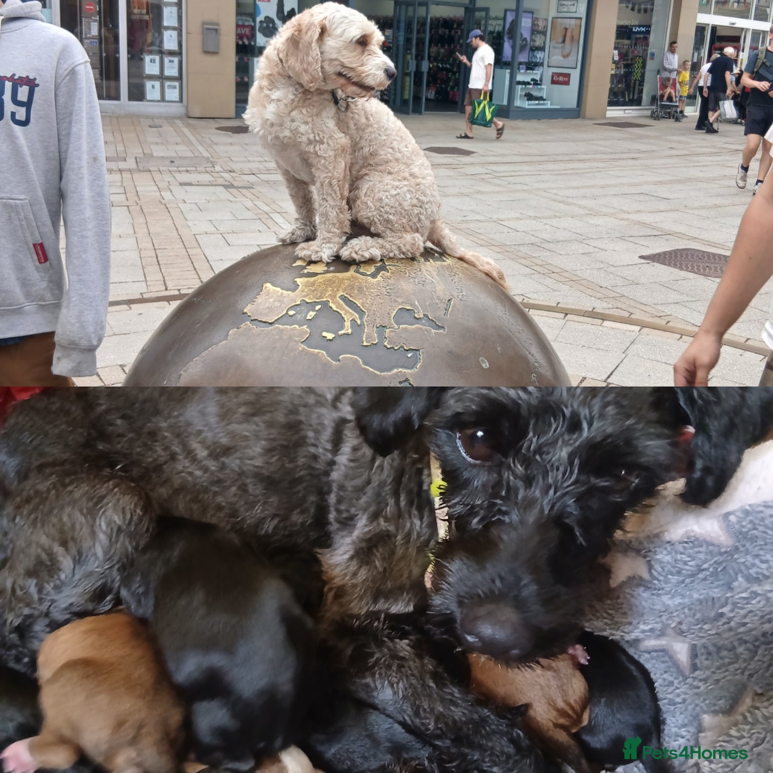 Mixed Breed dogs King Schnoodle Puppies ( Cavapoo/ Mini Schnauzer) - Advert 2