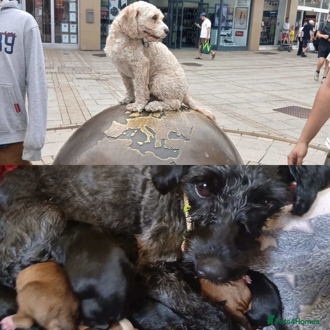 Mixed Breed dogs for sale: King Schnoodle Puppies ( Cavapoo/ Mini Schnauzer) in Brandon - Advert 1
