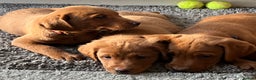 Labrador Retriever dogs for sale: Fox Red Labrador puppies - Advert 16