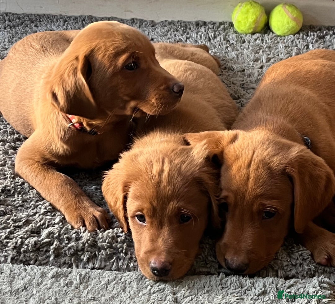 Labrador Retriever dogs for sale: Fox Red Labrador puppies - Advert 16