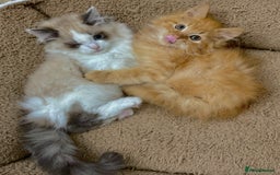 Mixed Breed cats for sale: BEAUTIFUL KITTENS  - Image 4