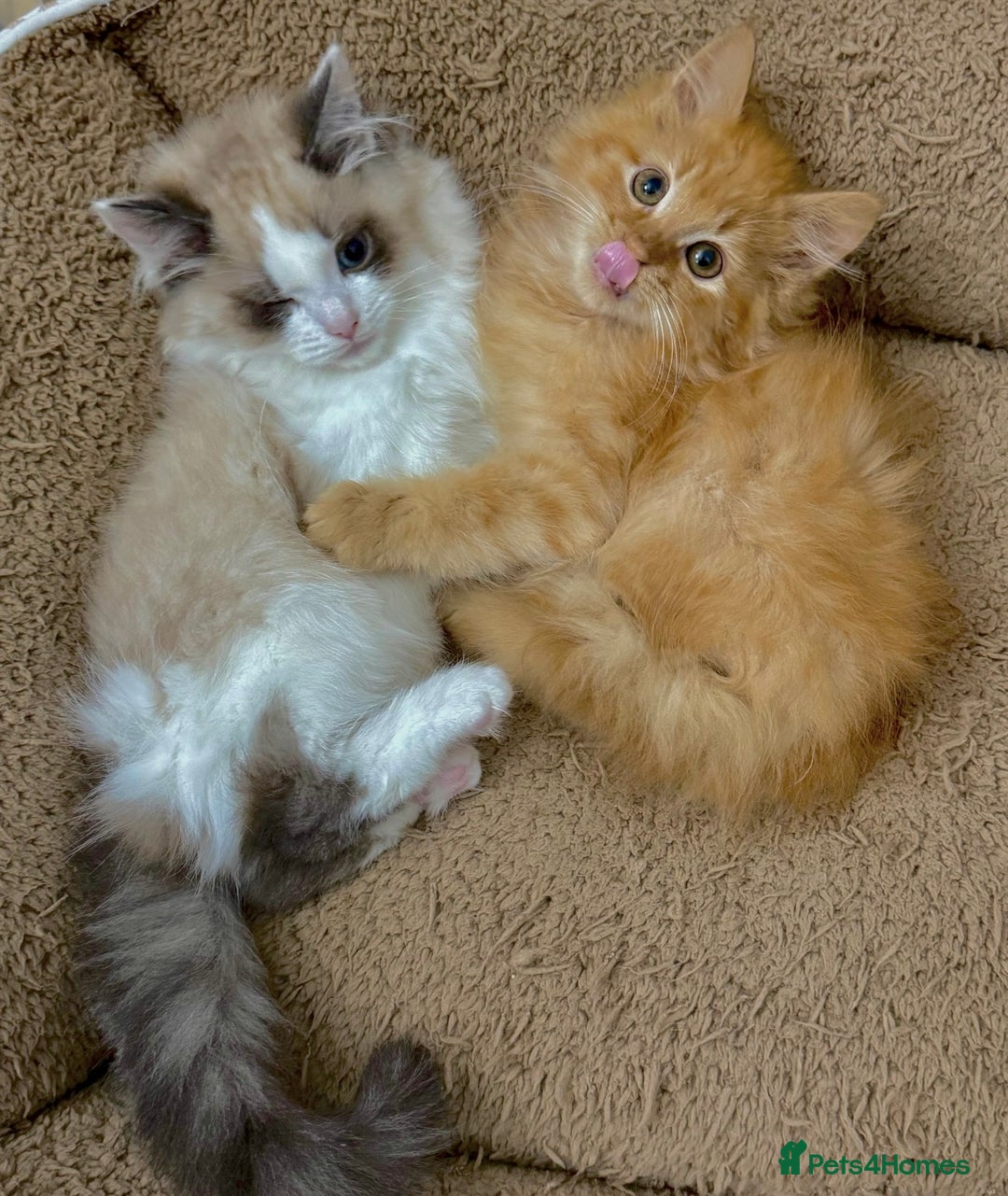 Mixed Breed cats for sale: BEAUTIFUL KITTENS  - Image 4