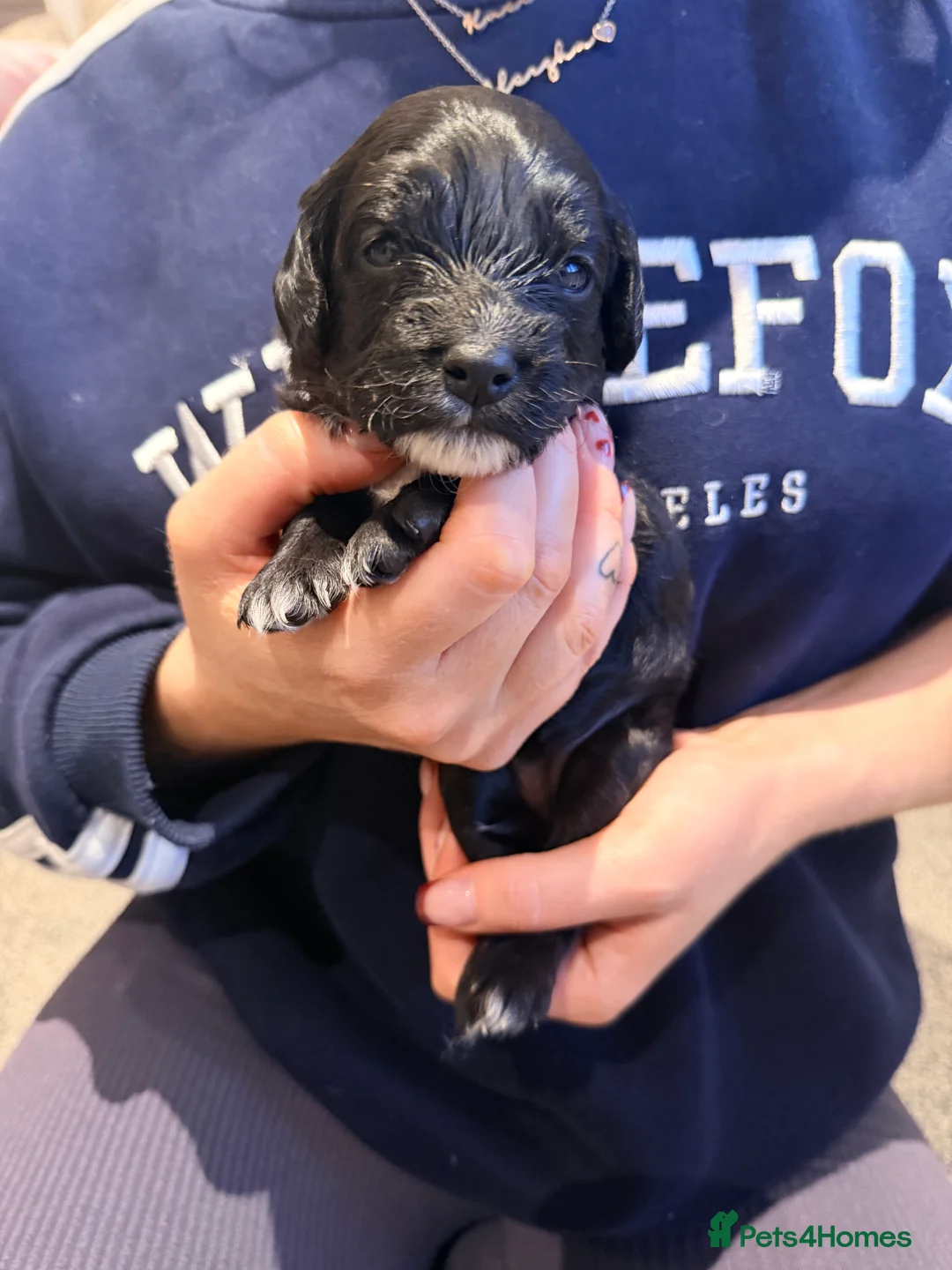 Mixed Breed dogs for sale: Loodlepoo Puppies  - Advert 9