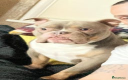 American Bully dogs for stud: Lilac tri pocket bully  - Image 2