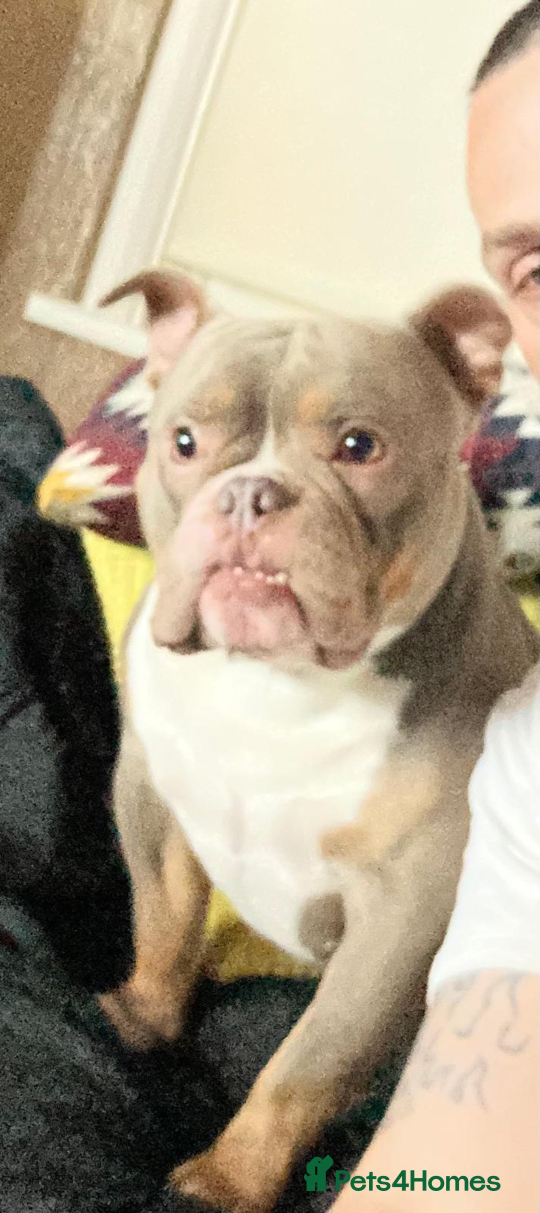 American Bully dogs for stud: Lilac tri pocket bully  - Image 2