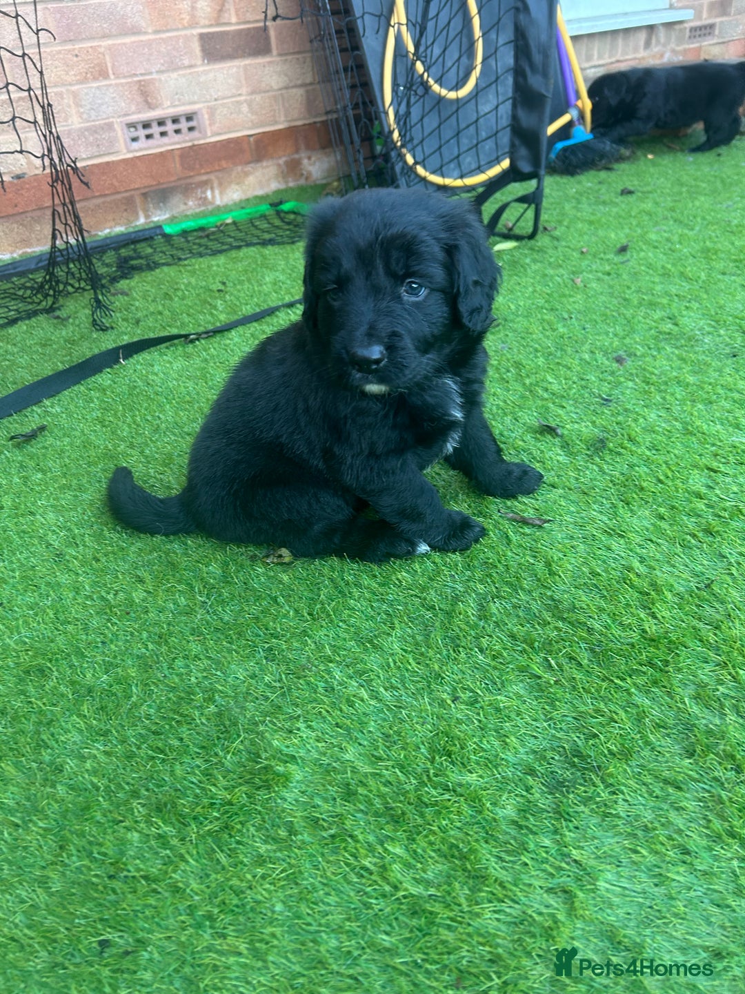 Mixed Breed dogs for sale: Stunning litter - Advert 7