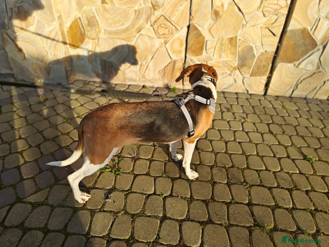 Mixed Breed dogs for adoption: ❤️🐶Radna elegant 2 yo Estonian Hound❤️🐶 - Advert 11