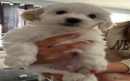 Mixed Breed dogs for sale: 4 Beautiful Maltichon Puppies. - Advert 2