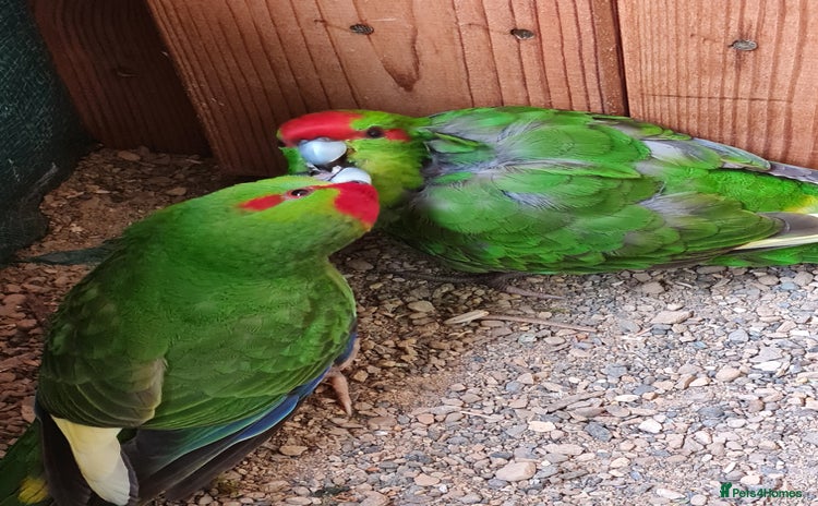 Parakeets birds - Advert 9