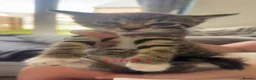 Mixed Breed cats for sale: Kittens for sale mixed litter - Advert 3