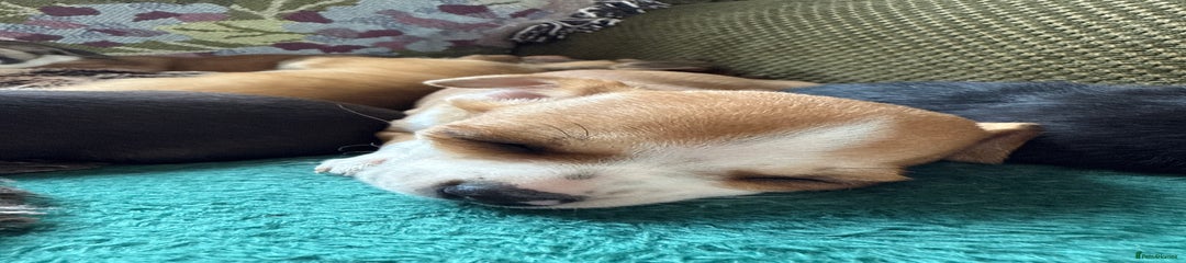 Chihuahua Puppy 6