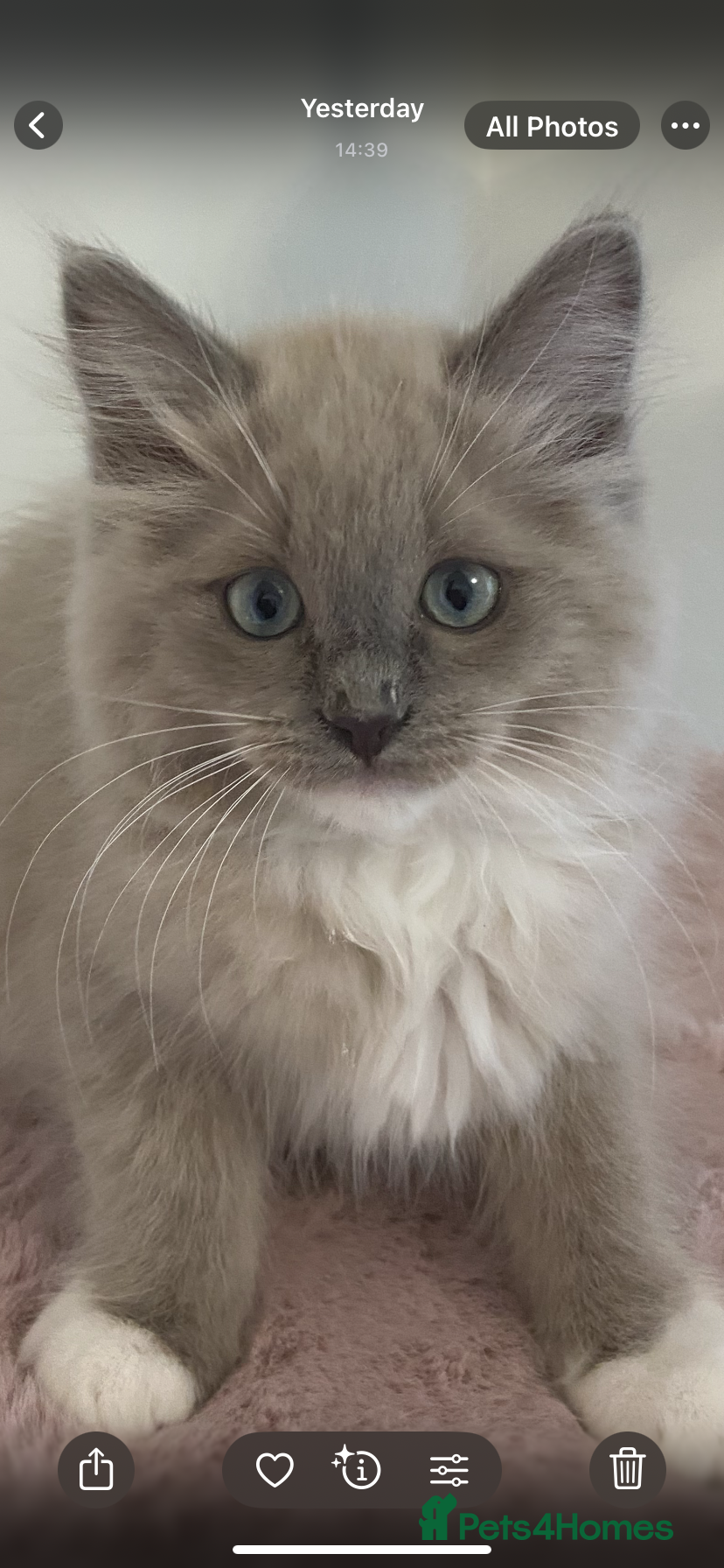 Ragdoll cats TICA ragdolls cherubim mink sepia solid tabby - Advert 1