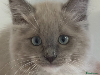 Ragdoll cats TICA ragdolls cherubim mink sepia solid tabby - Advert 16