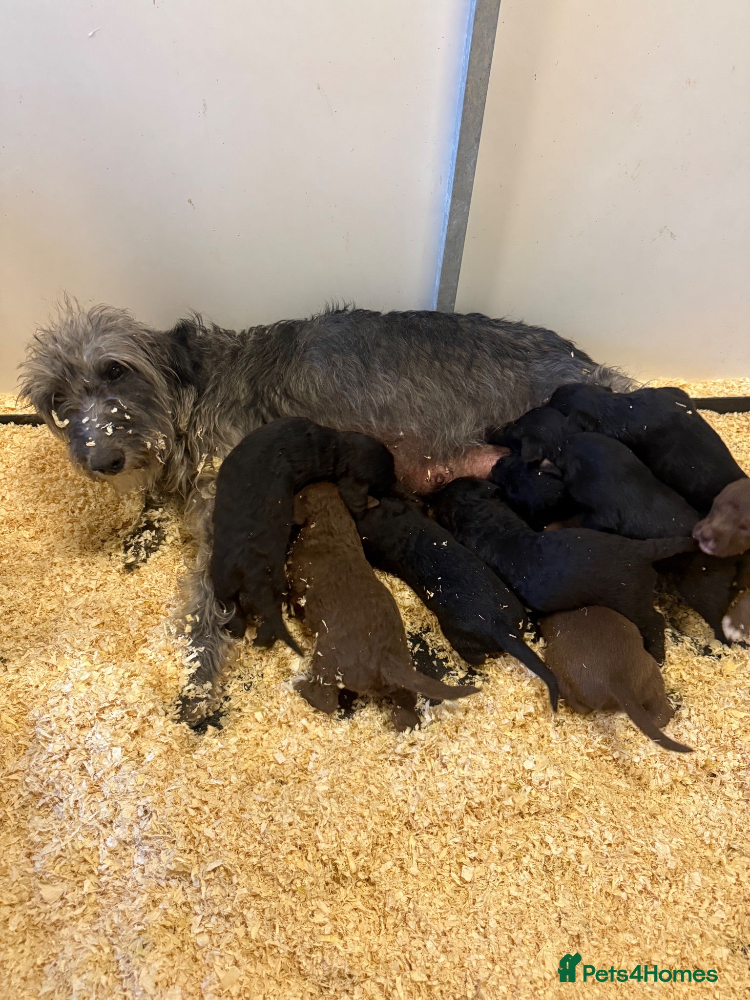 Mixed Breed dogs Bedlington whippet x bedlington - Advert 1