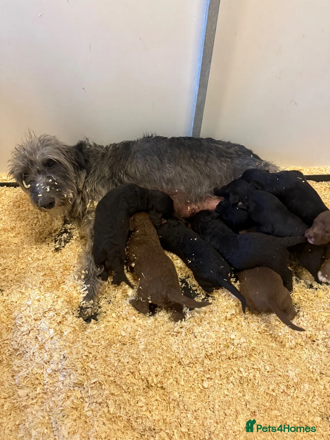 Mixed Breed dogs for sale: Bedlington whippet x bedlington in Westerham - Advert 1