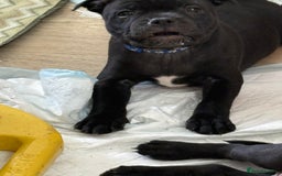 Staffordshire Bull Terrier dogs for sale: Stunning Staffordshire Bull Terrier pups   in Farnborough - Image 32